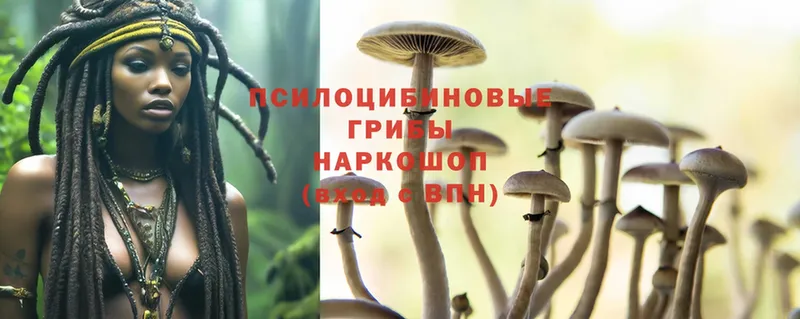 купить наркотики сайты  Киров  Галлюциногенные грибы MAGIC MUSHROOMS 